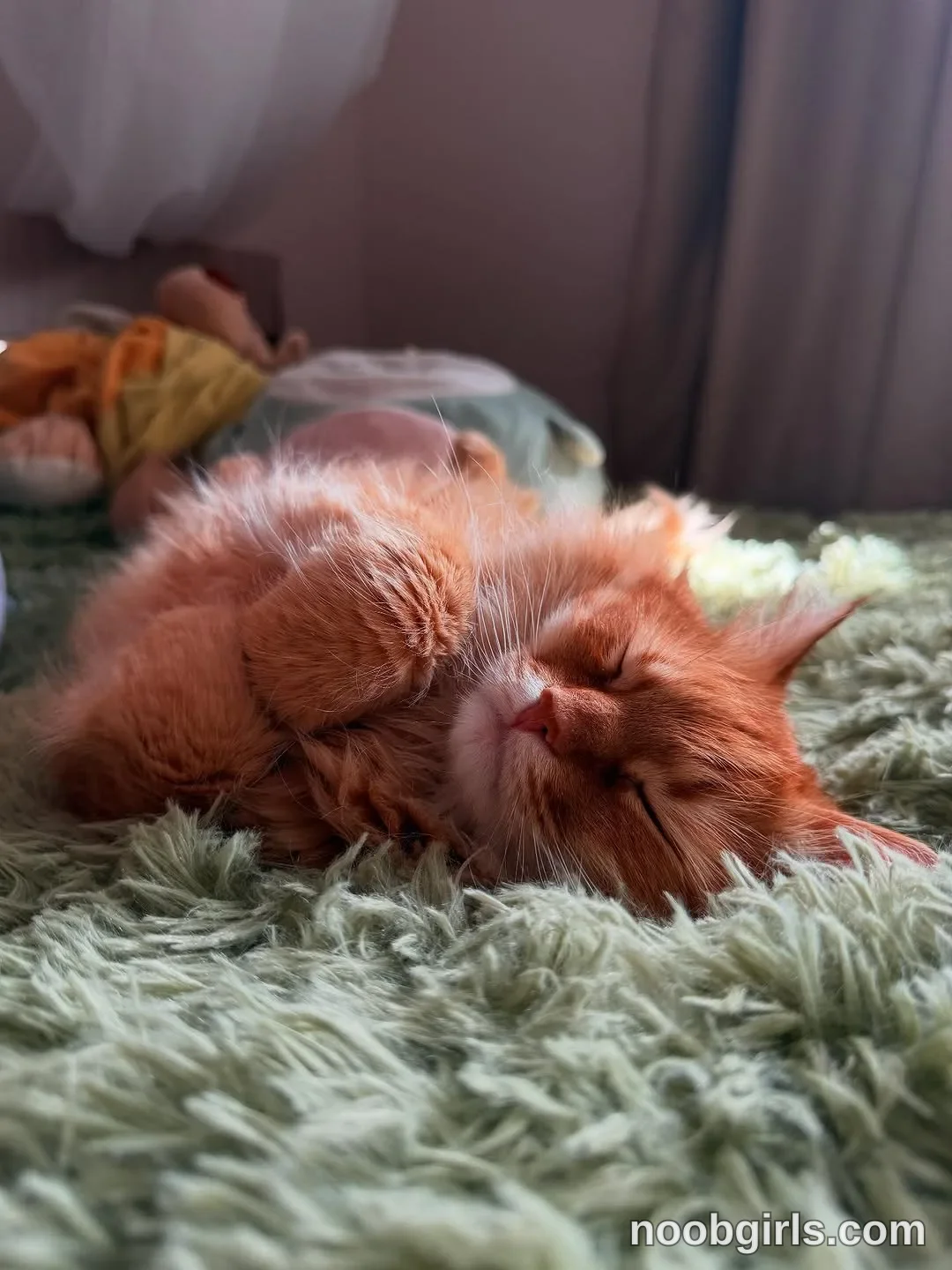 Arianna orange long-haired cat is lying on its back or side with its eyes closed on a fabric-covered surface beside curtains