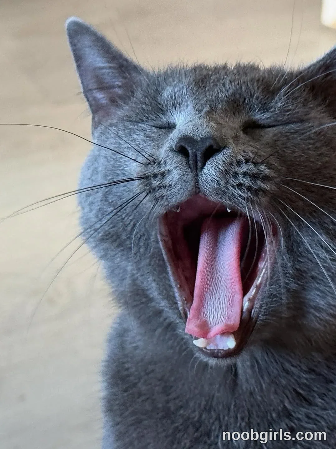 Arianna gray cat has its eyes closed in Indeterminate indoor or outdoor location; beige surface in the background