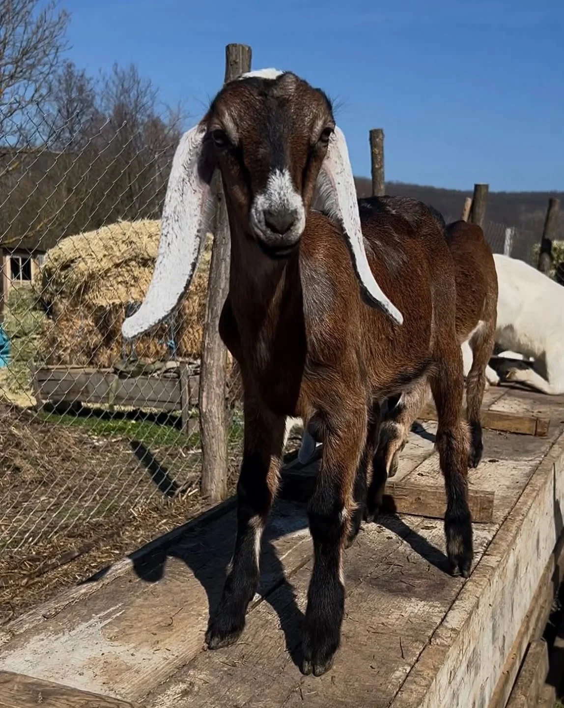 anaworld69 standing on wooden planks in farm enclosure