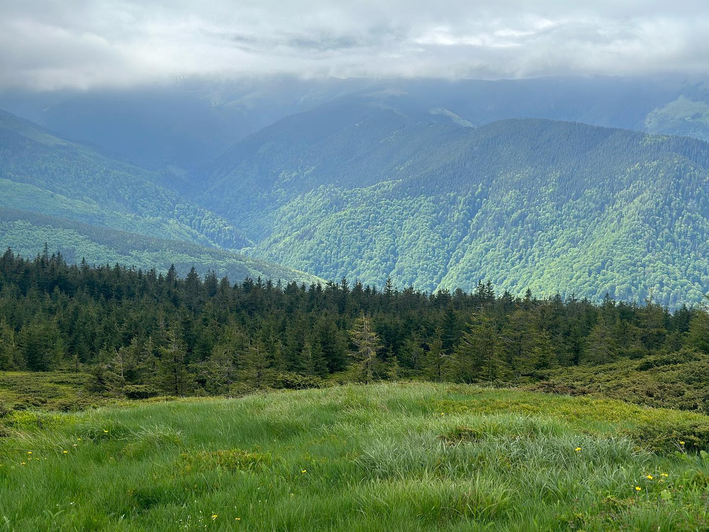 anaworld69 in forested mountain range