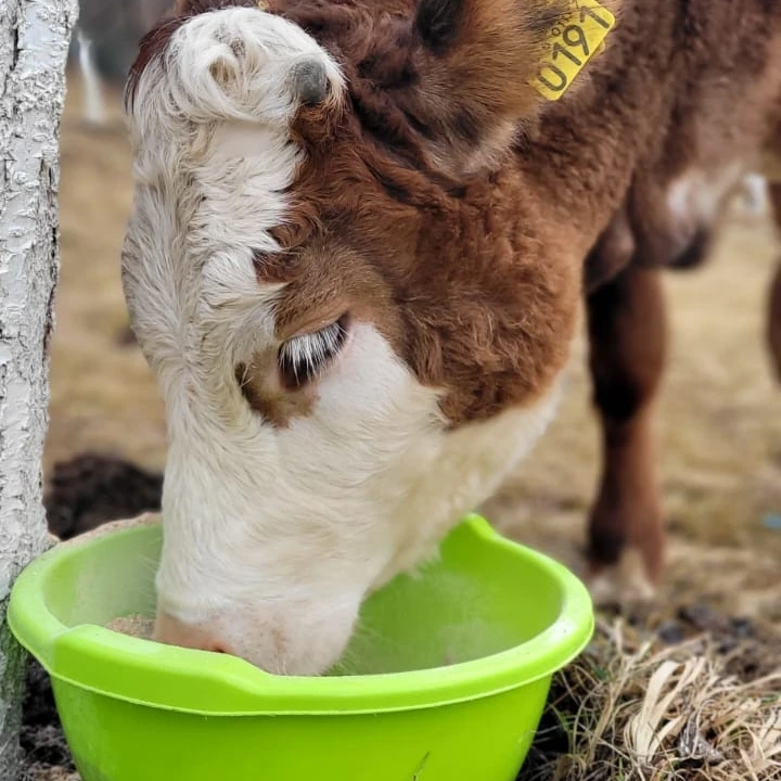 anaworld69 eating from a bowl in farm field