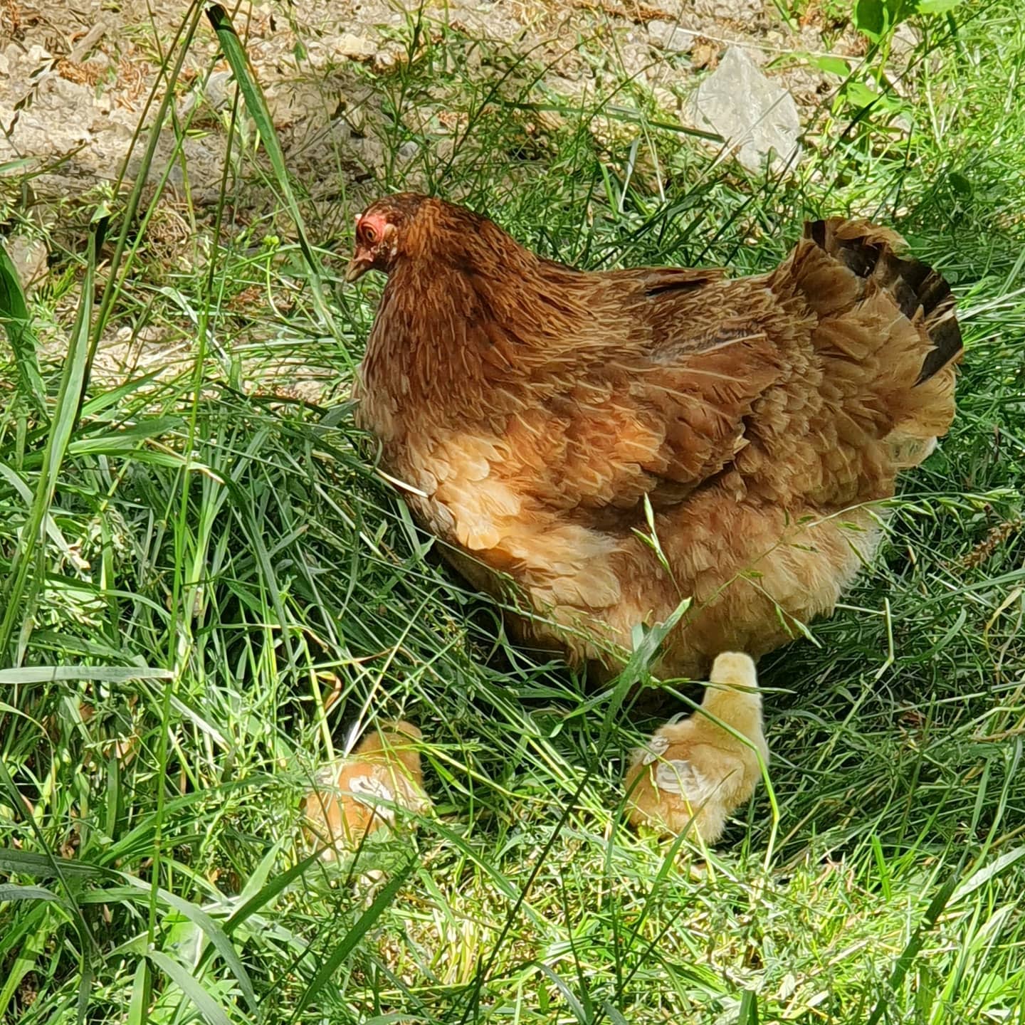 anaworld69 standing in grass in grassy field