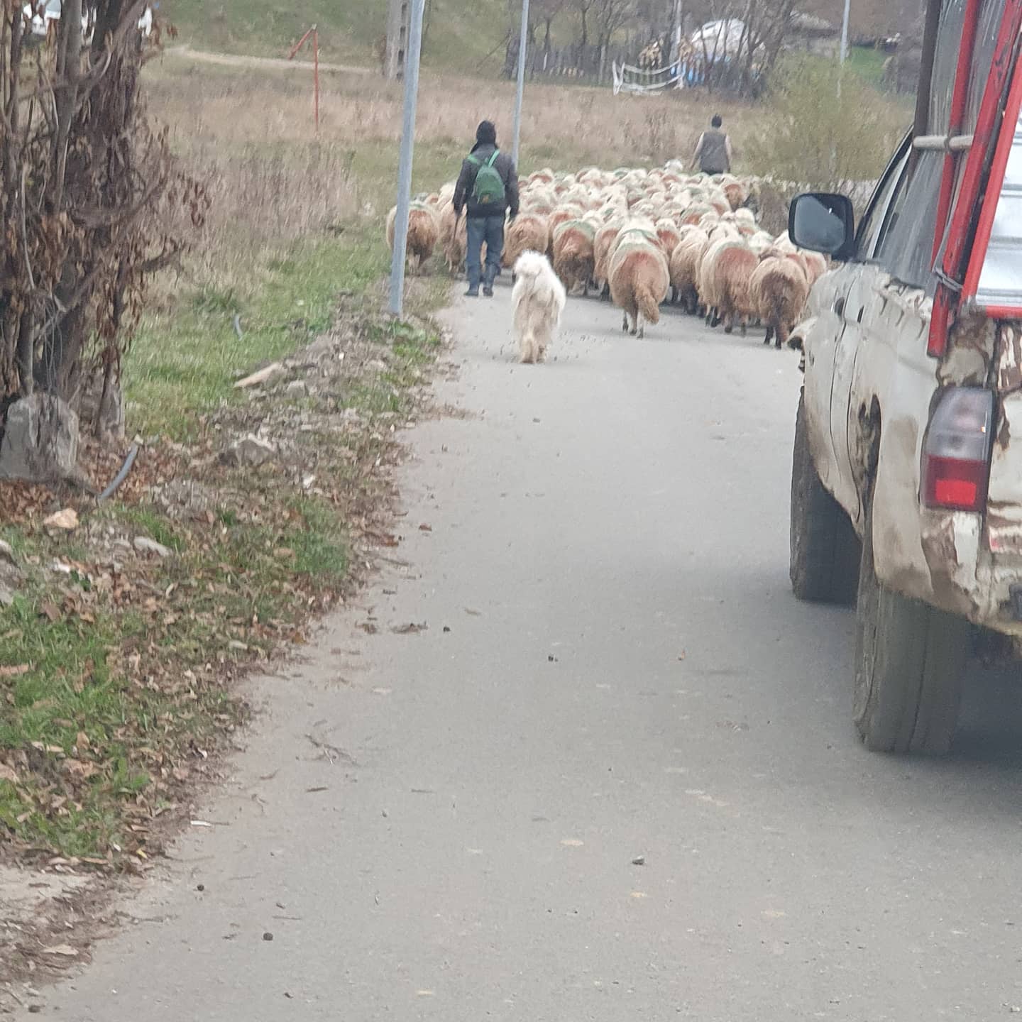 anaworld69 walking sheep along a road wearing dark jacket in rural road