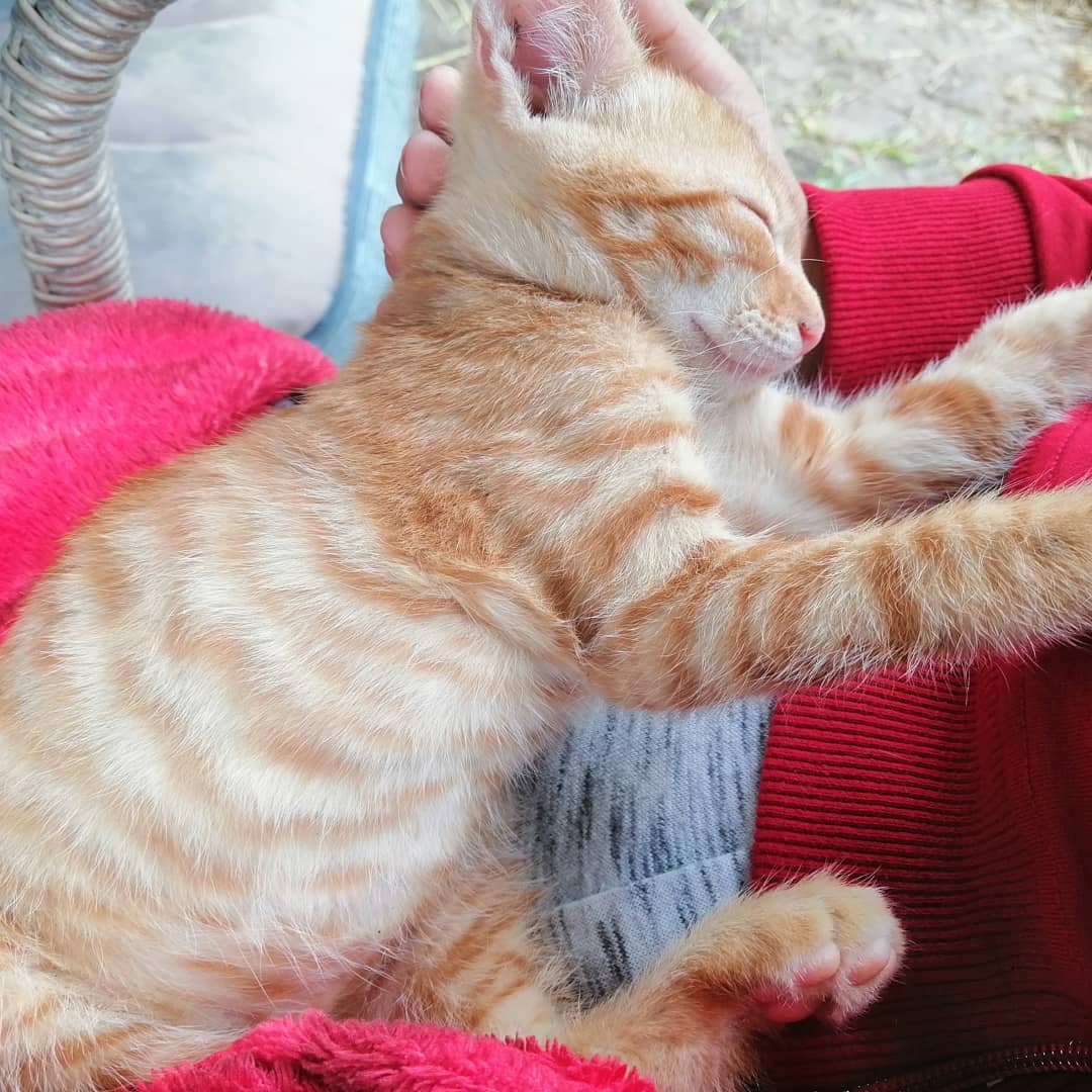anaworld69 sleeping in lap wearing red sleeve on a chair