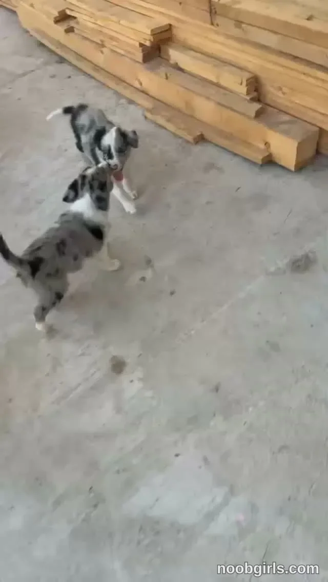 Inside the World of of just4ana reel: Funds for this dog please , my birthday is coming this i…