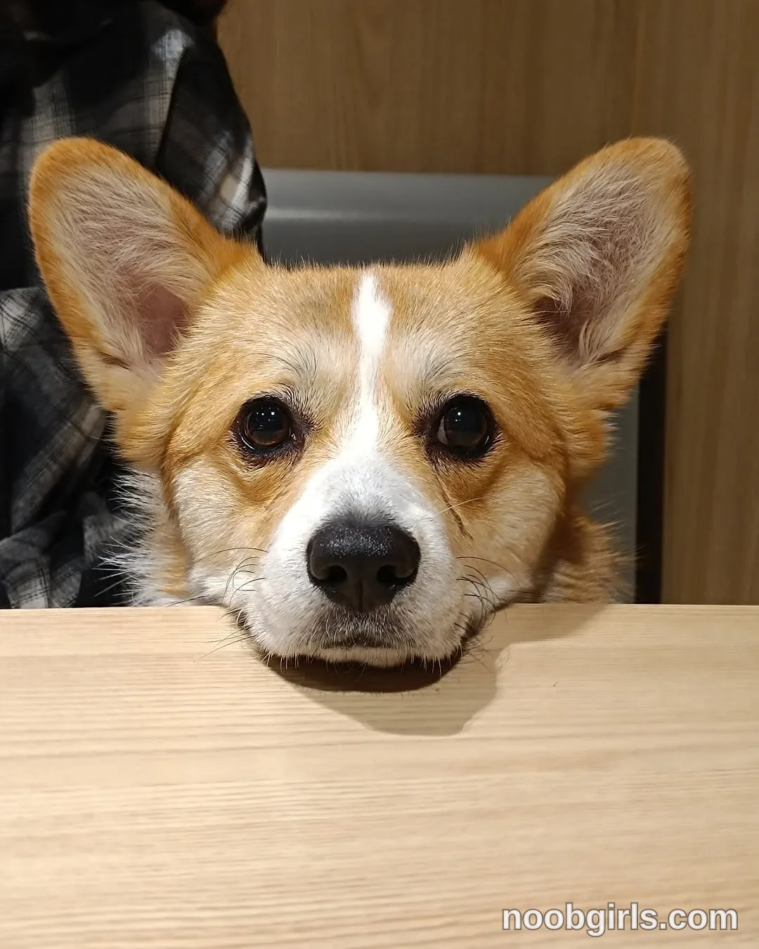 Alice tan-and-white dog rests its chin on the tabletop wearing partially visible person wears a black-and-gray plaid garment