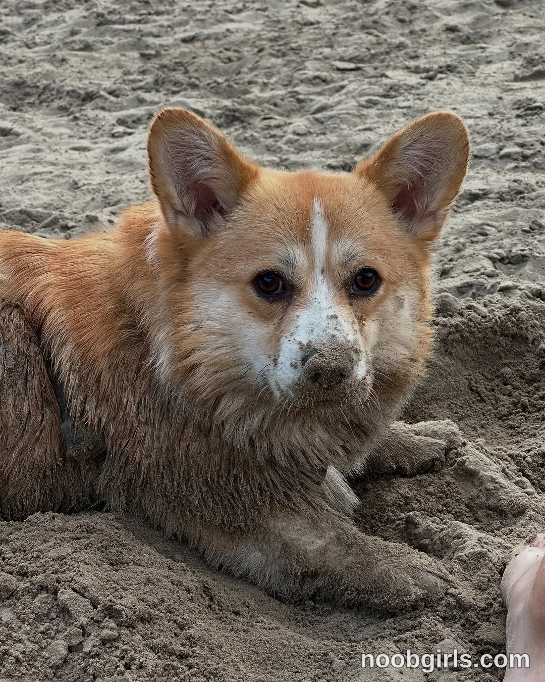 Alice dog is lying on the sand with its front paws extended wearing dark harness partially visible around the dog's torso