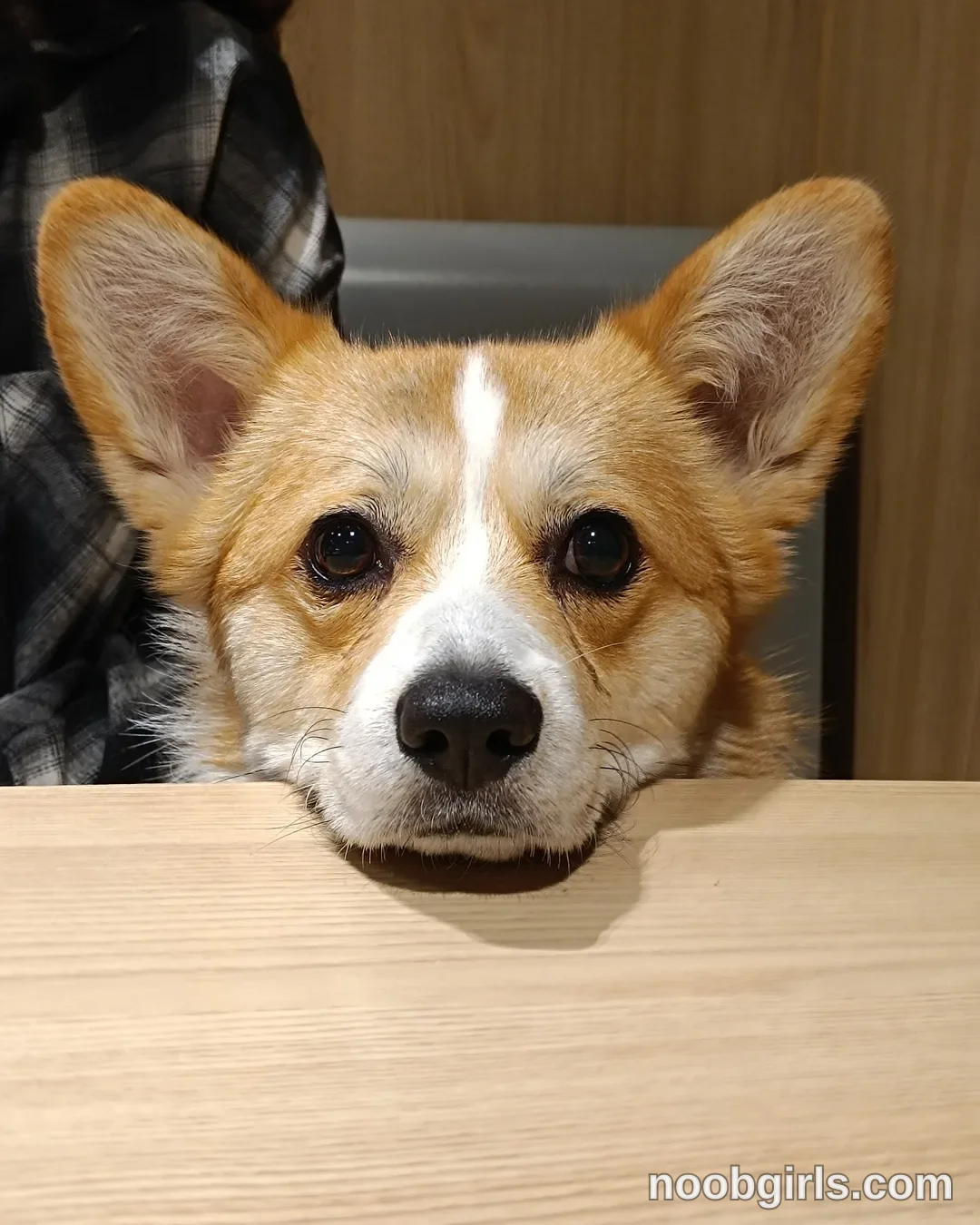 Alice tan-and-white dog rests its chin on the tabletop wearing partially visible person wears a black and grey plaid garment