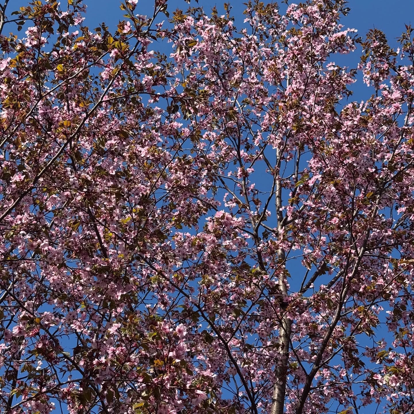 awondrr spring photo