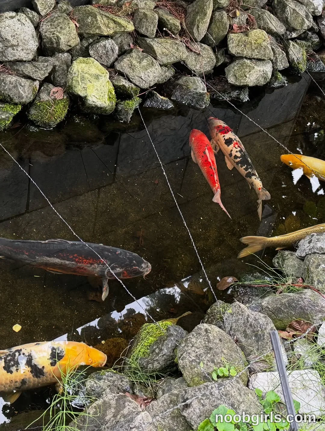BunnyBlondyX No woman is visible. Several koi fish are visible in the pond. in a rock-lined koi pond