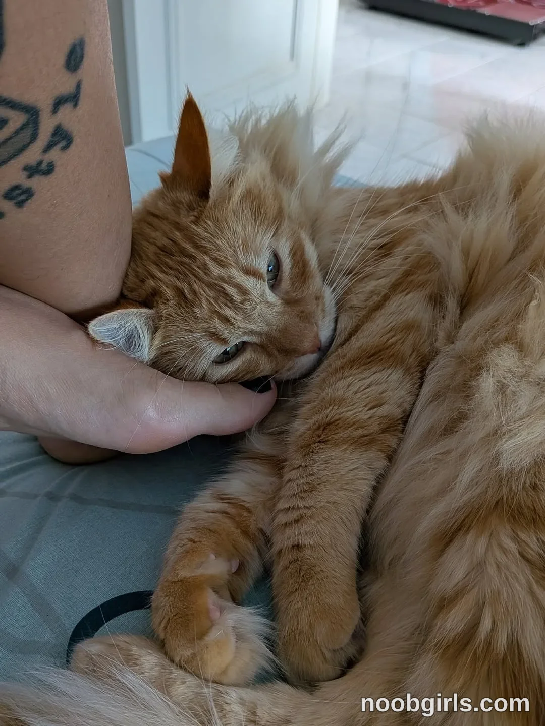 Charlene Soles (@charlene_soles) — "Kinda weird, my orange cat likes my feet... 🤔"