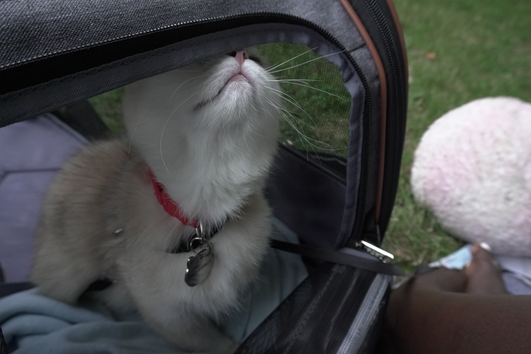 conymegan looking up inside pet carrier wearing red collar on grass
