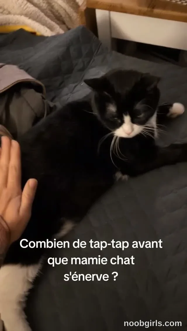 Era (@eralendra) — "Je teste avec mon autre chat ? Je pourrais continuer 10 ans comme ça ! Et si…"