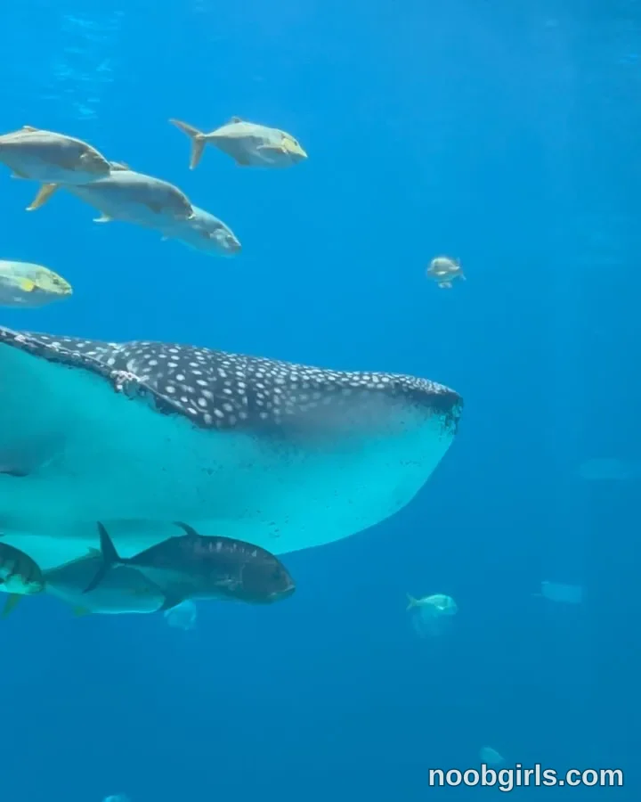 Luna (@felinebloodbite) — "Fui muy feliz aquí 🩵🐠🩵" in Georgia Aquarium, Atlanta GA
