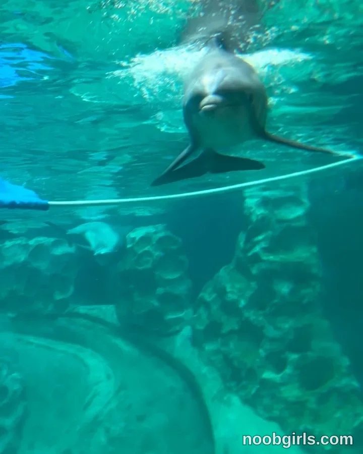 Luna (@felinebloodbite) — "Fui muy feliz aquí 🩵🐠🩵" in Georgia Aquarium, Atlanta GA