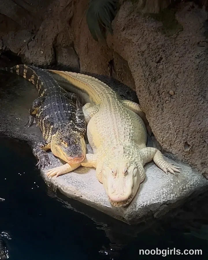 Luna (@felinebloodbite) — "Fui muy feliz aquí 🩵🐠🩵" in Georgia Aquarium, Atlanta GA