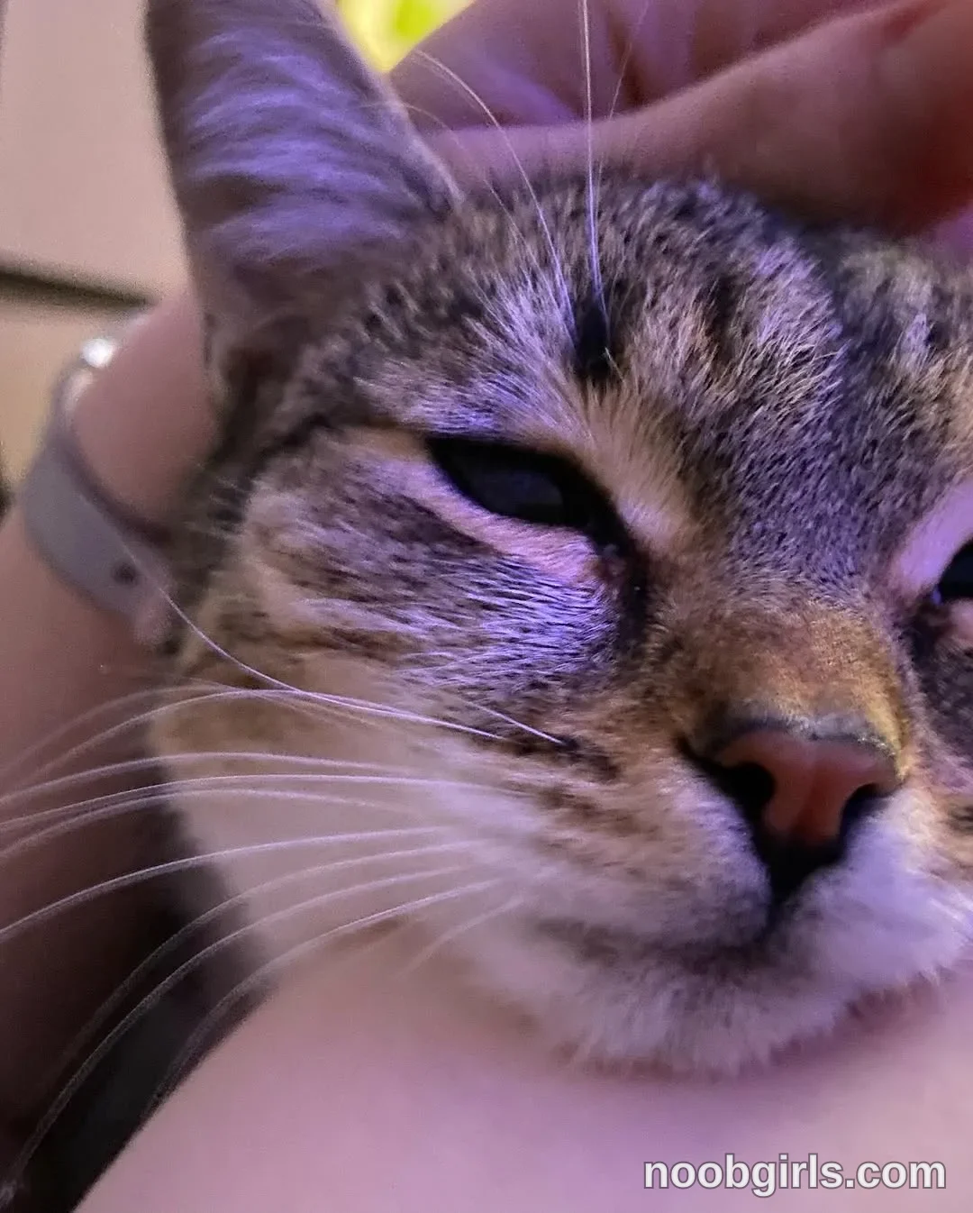 Mynameis Katy      - (@katy_ethereal) — "My love❤️ This cat’s name is Luna🐈‍⬛ I took her when she was little, she probably