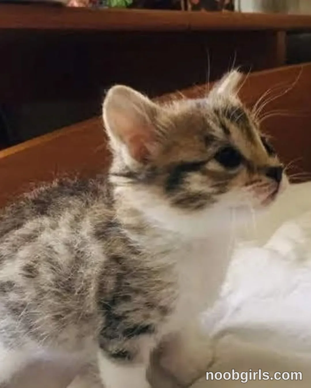Mynameis Katy      - (@katy_ethereal) — "My love❤️ This cat’s name is Luna🐈‍⬛ I took her when she was little, she probably