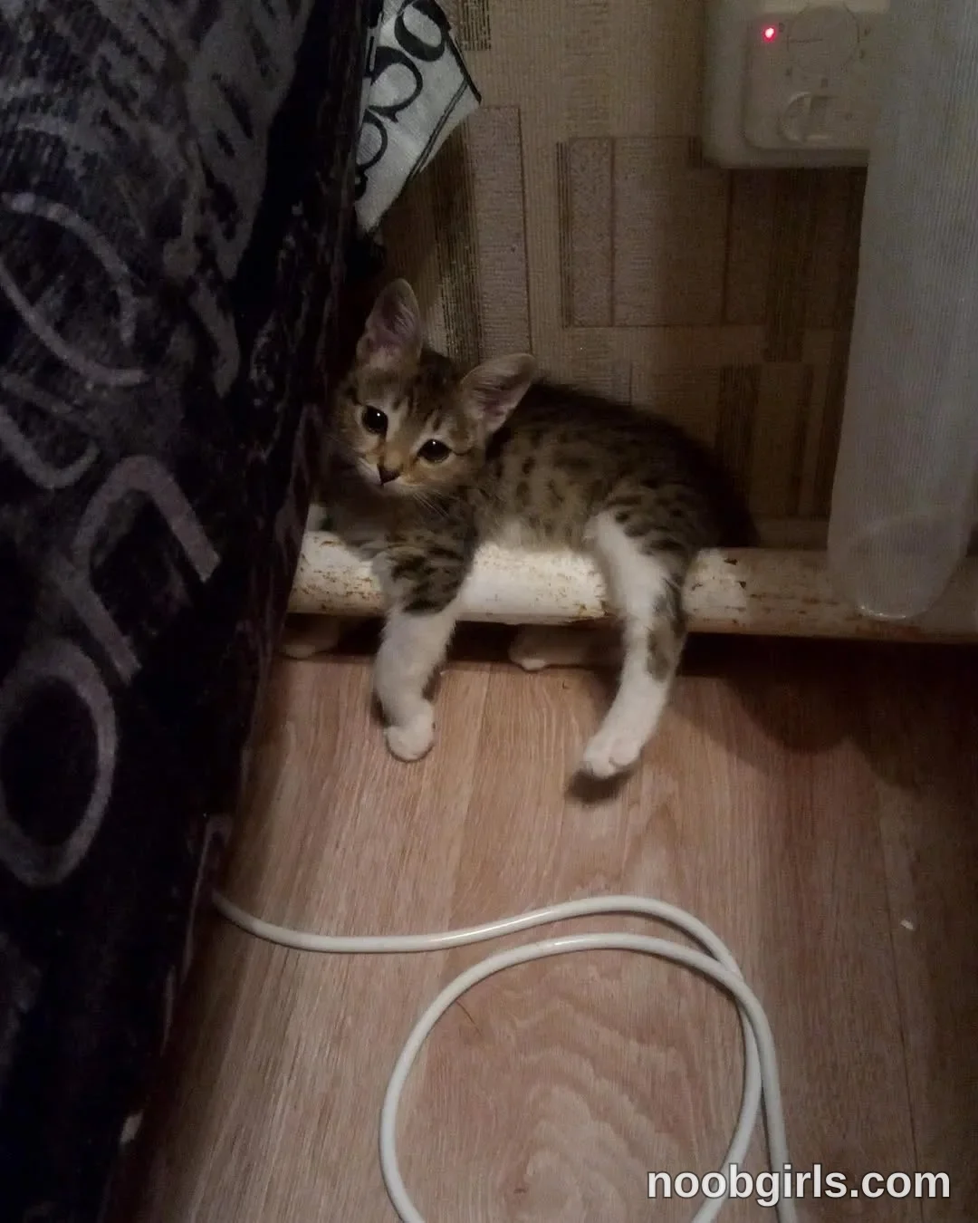 Mynameis Katy      - (@katy_ethereal) — "My love❤️ This cat’s name is Luna🐈‍⬛ I took her when she was little, she probably