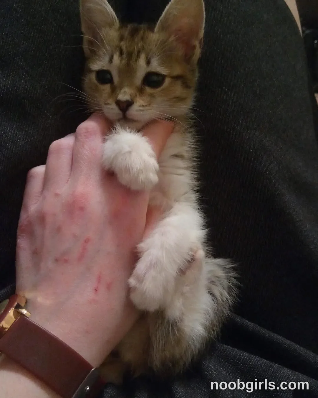Mynameis Katy      - (@katy_ethereal) — "My love❤️ This cat’s name is Luna🐈‍⬛ I took her when she was little, she probably