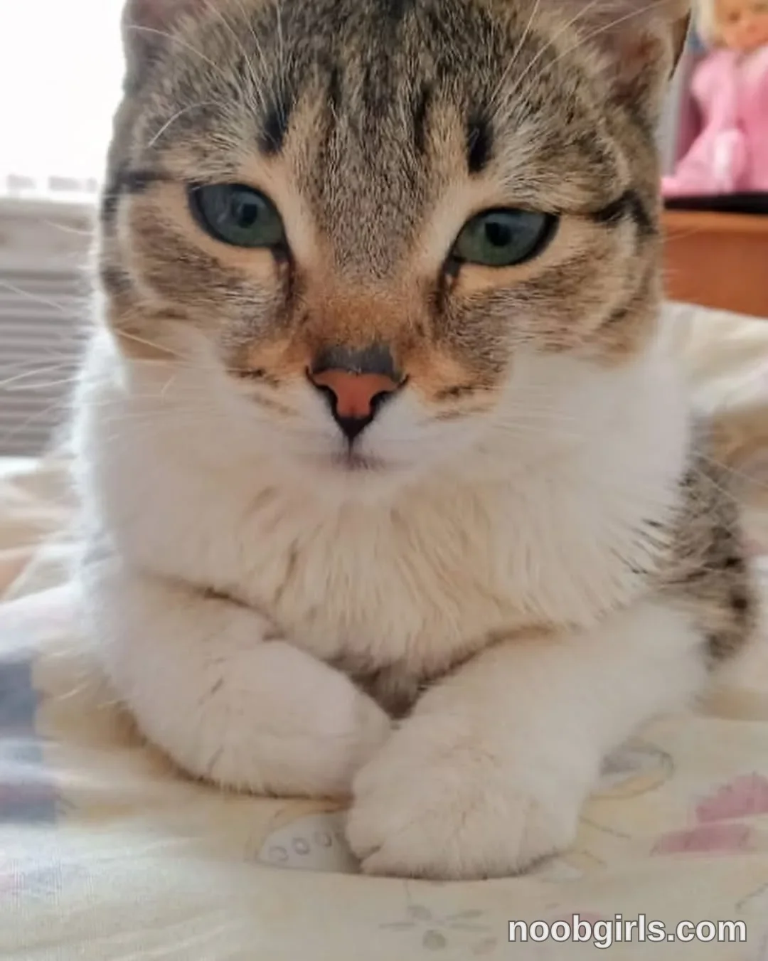 Mynameis Katy      - (@katy_ethereal) — "My love❤️ This cat’s name is Luna🐈‍⬛ I took her when she was little, she probably