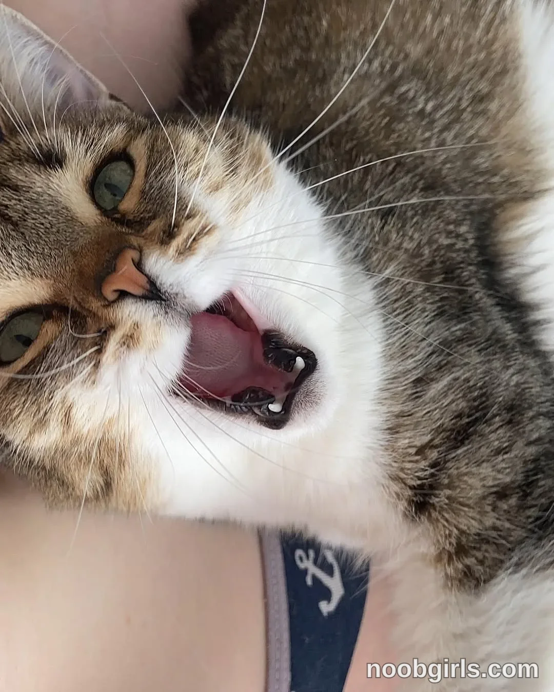 Mynameis Katy      - (@katy_ethereal) — "My love❤️ This cat’s name is Luna🐈‍⬛ I took her when she was little, she probably