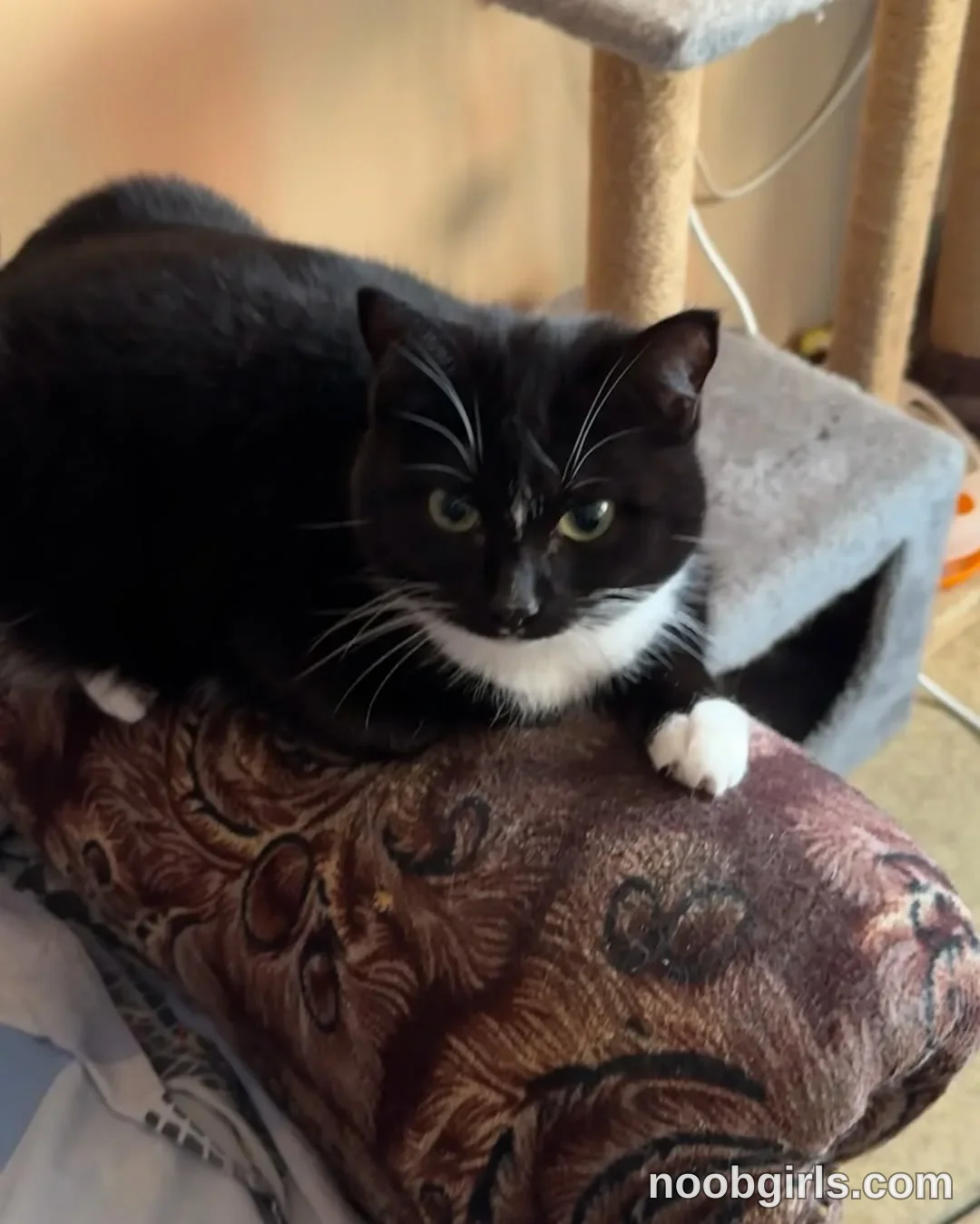 Mynameis Katy      - (@katy_ethereal) — "Today I took the animal food to the shelter."