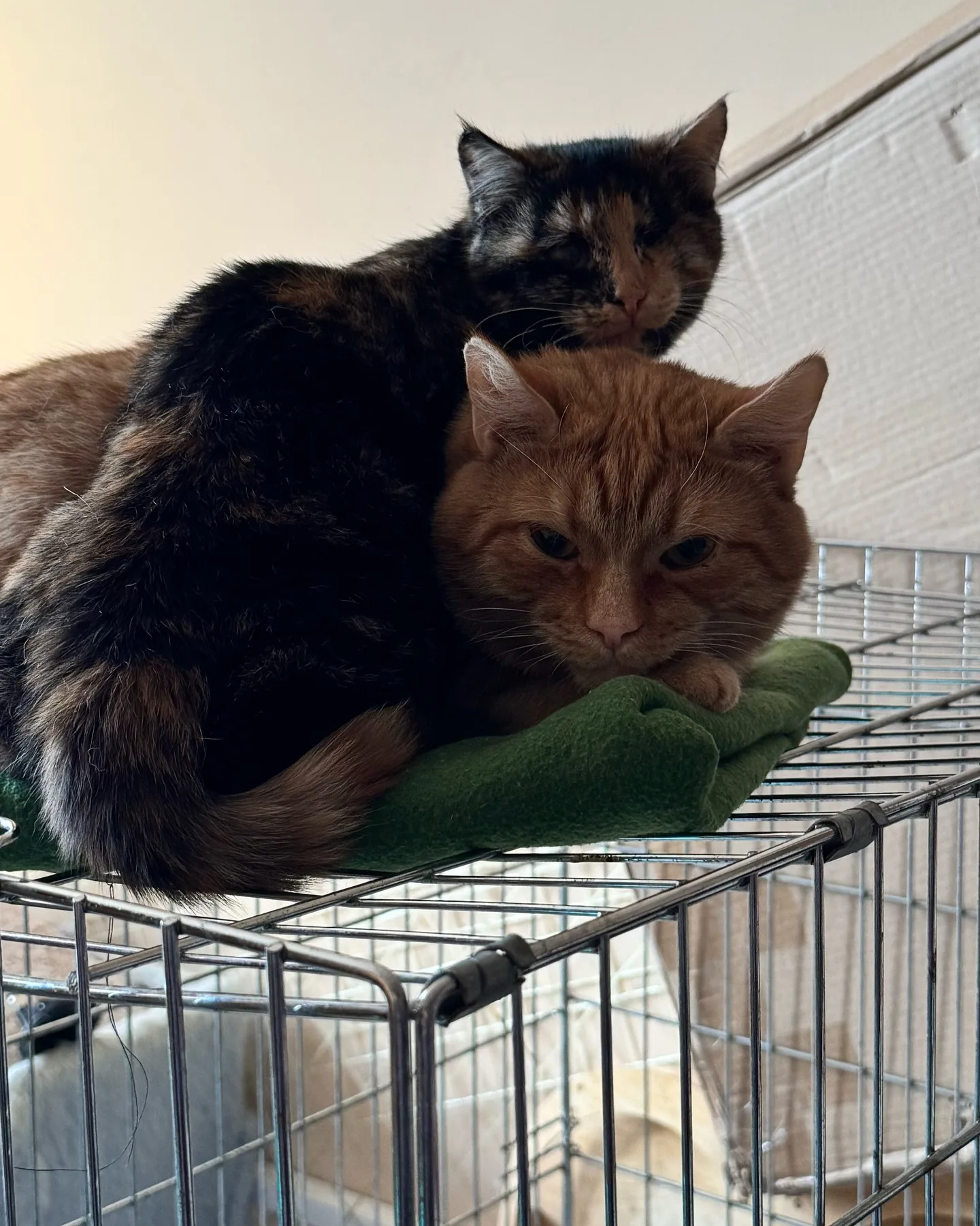 katy_ethereal on Chaturbate — Teen Cam Model Live