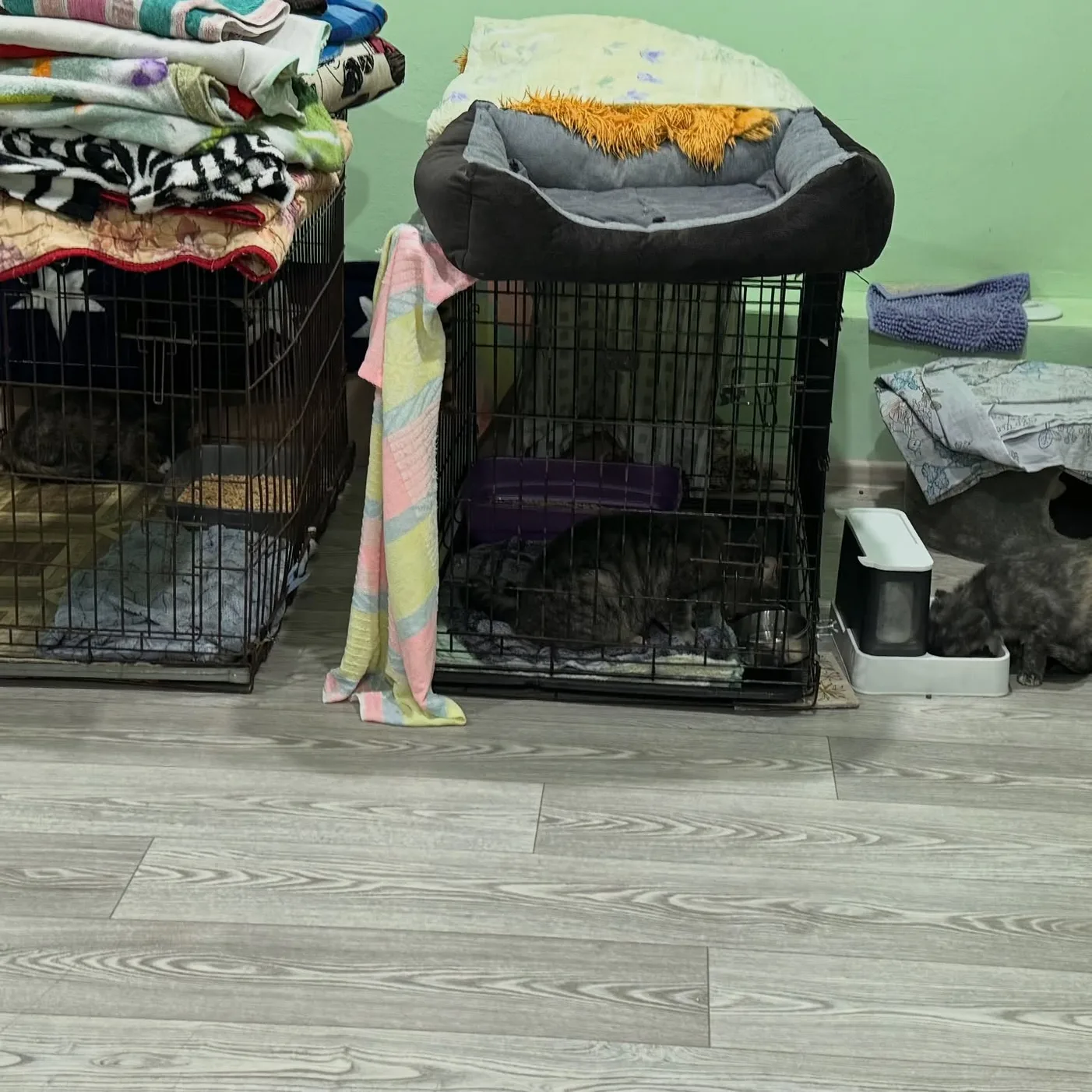 Mynameis Katy      -   https://linktr.ee/katy_ethereal on Chaturbate