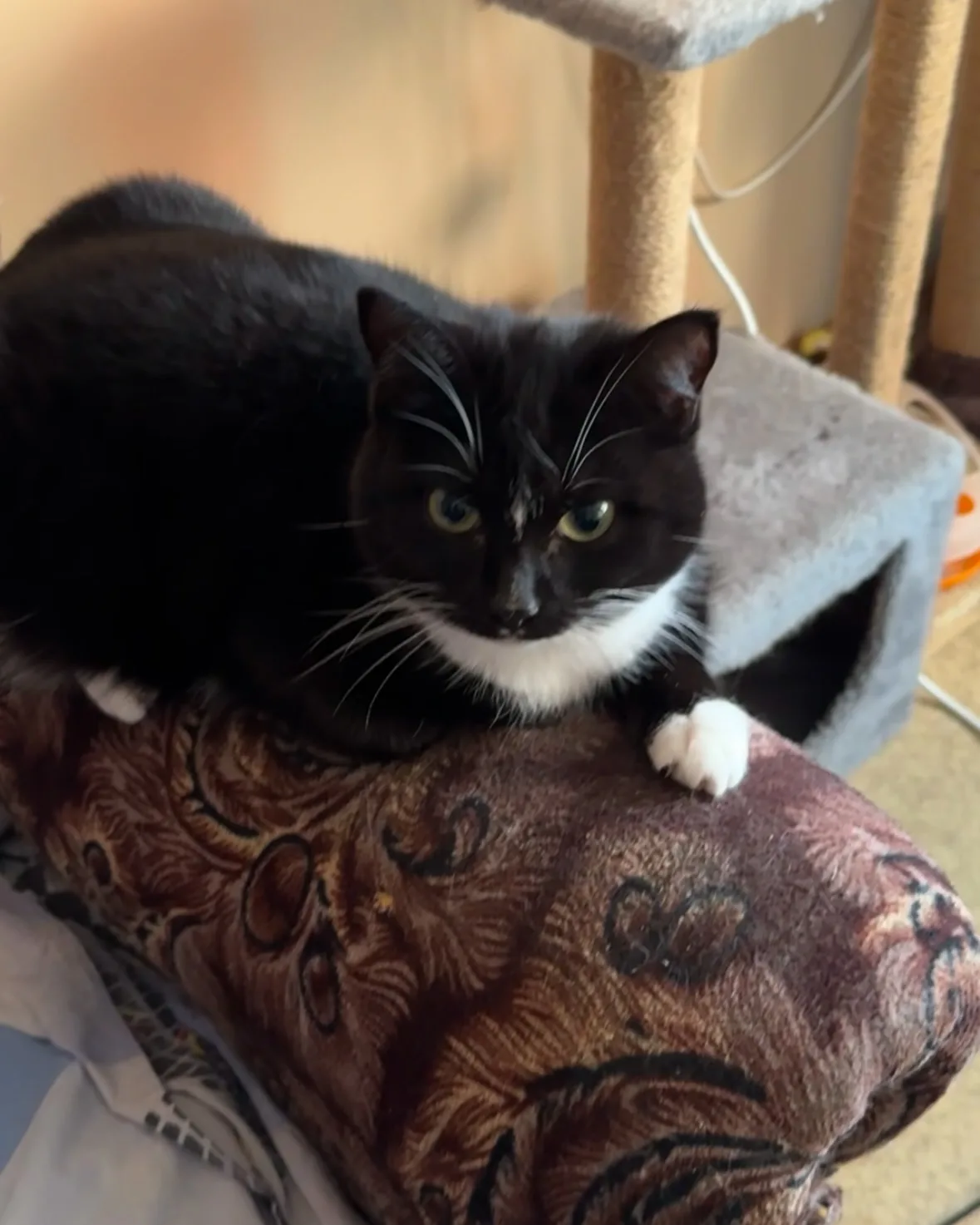 Mynameis Katy      -   https://linktr.ee/katy_ethereal on Chaturbate