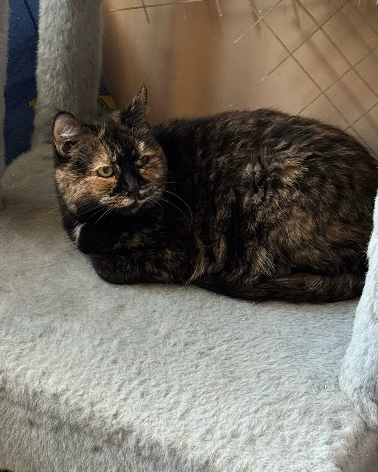 Mynameis Katy      -   https://linktr.ee/katy_ethereal on Chaturbate