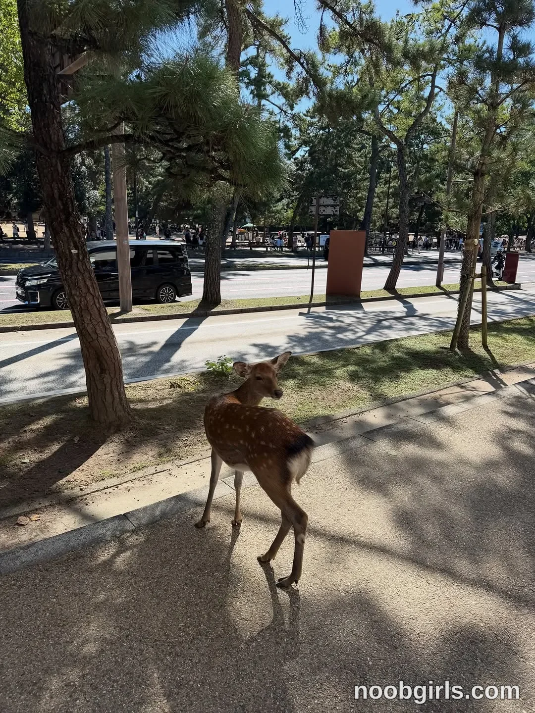 Kristina (@krissone) in Nara Deer Park, Japan