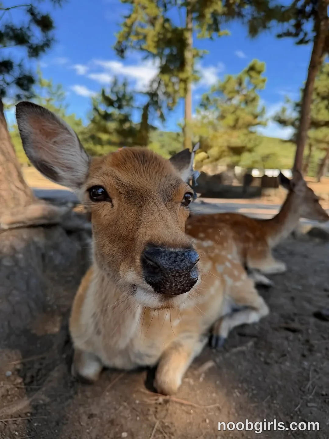 Kristina (@krissone) in Nara Deer Park, Japan