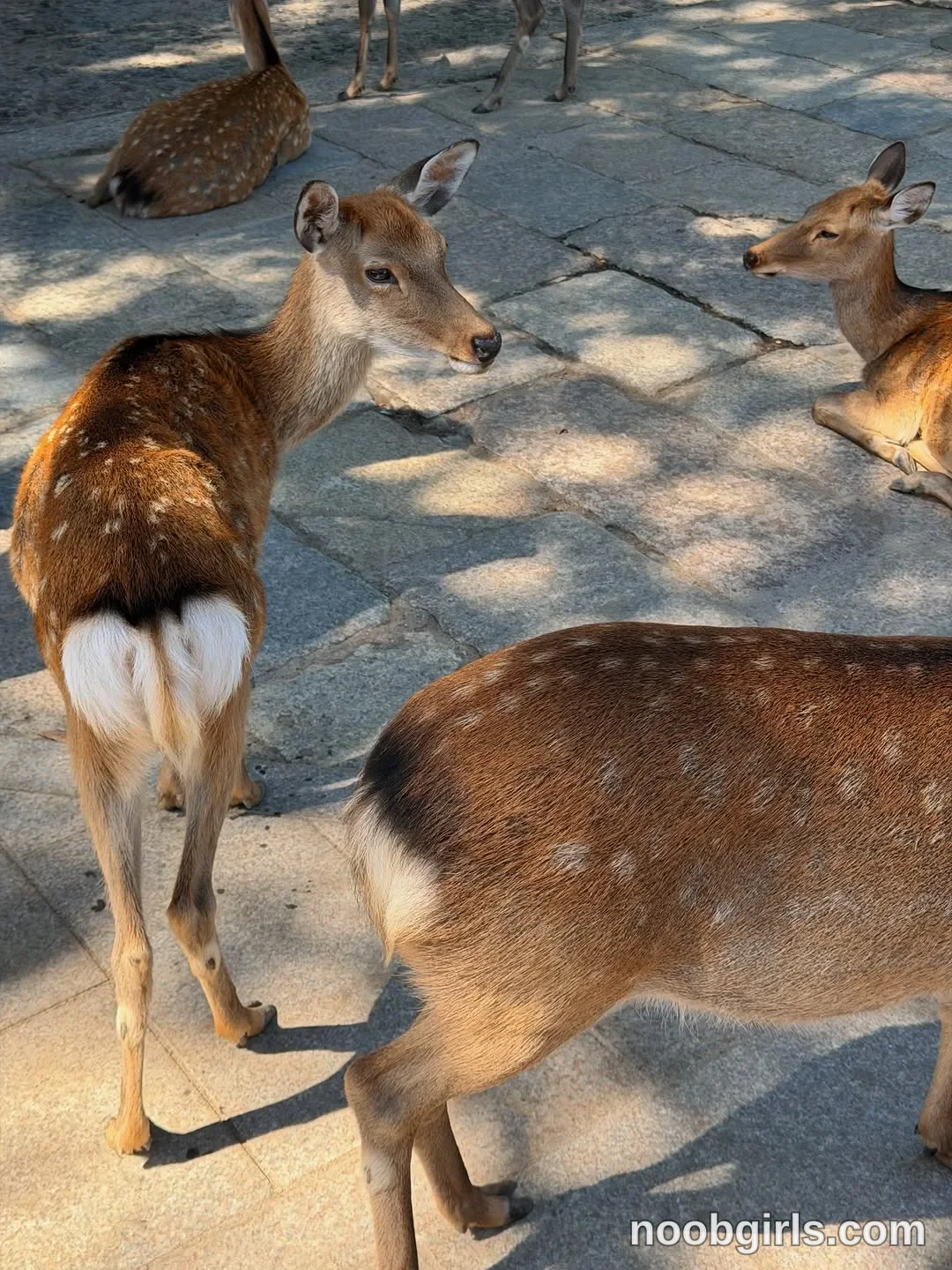 Kristina (@krissone) in Nara Deer Park, Japan