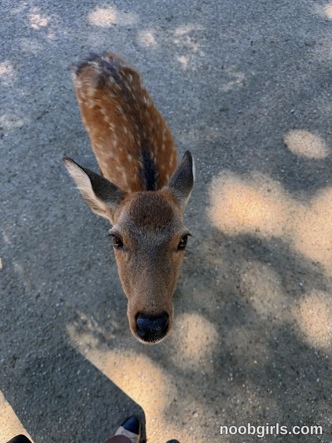Kristina (@krissone) in Nara Deer Park, Japan