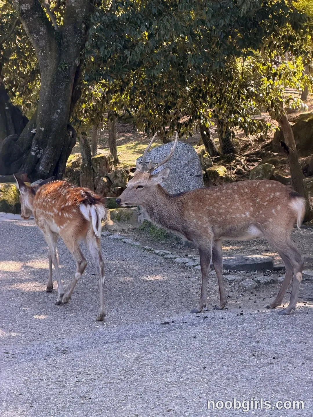 Kristina (@krissone) in Nara Deer Park, Japan