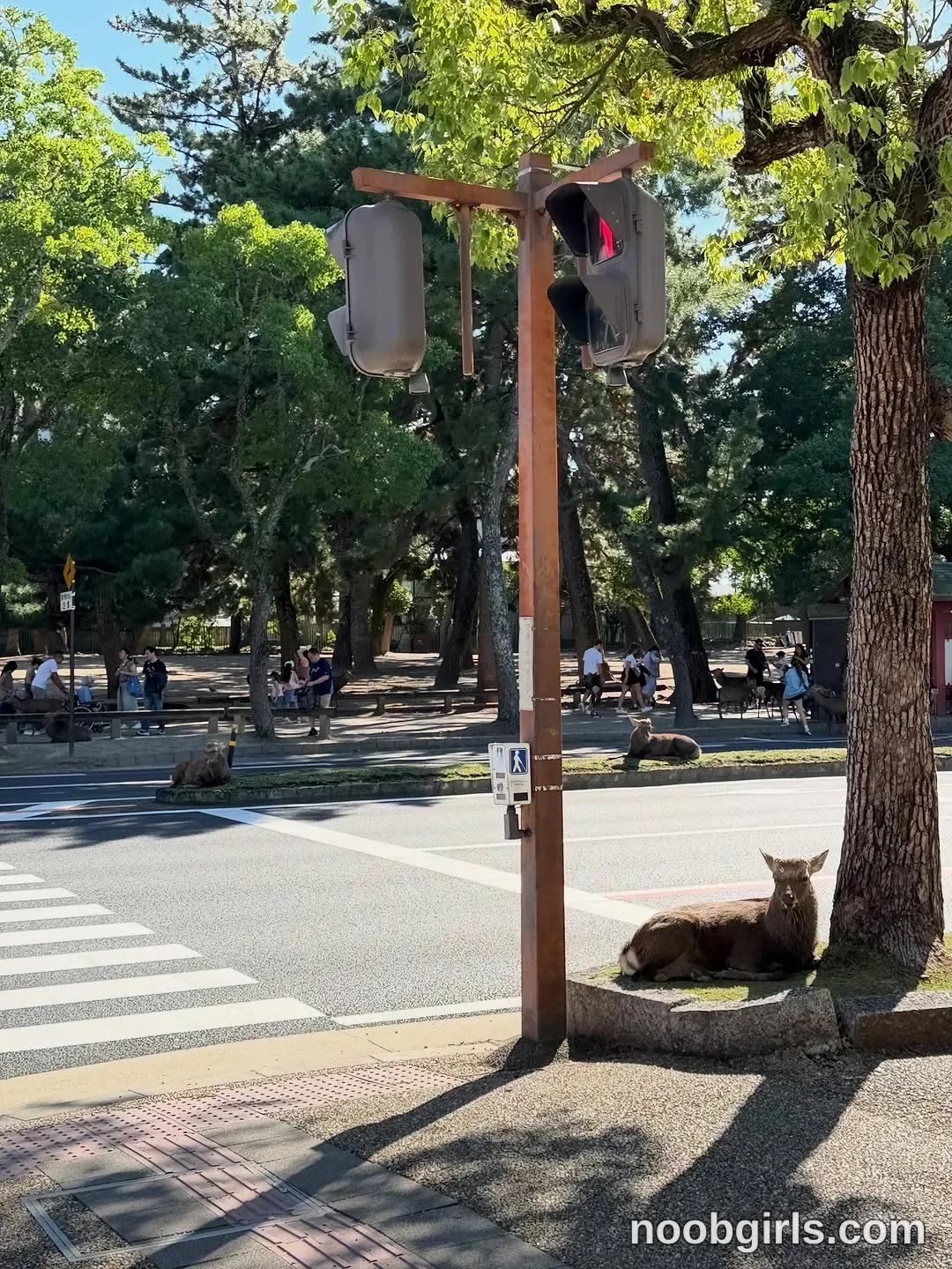 Kristina (@krissone) in Nara Deer Park, Japan