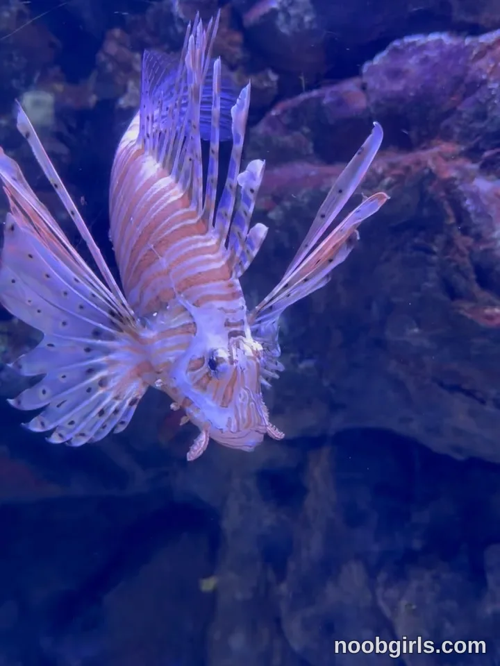 kusssecka No person is visible. A striped lionfish faces the camera with its fins extended. in underwater view of a fish