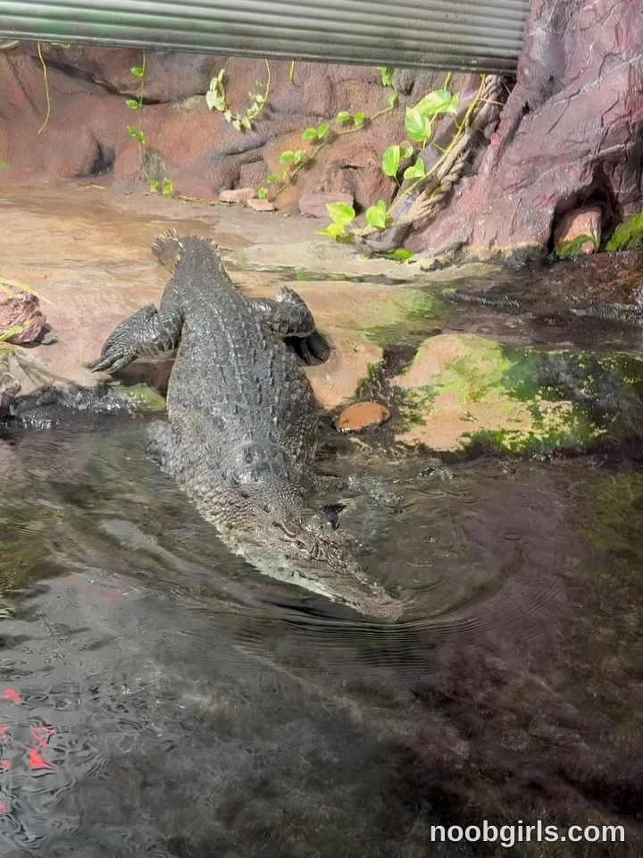 kusssecka No woman is visible. A crocodilian lies partly in the water with its head at the surface