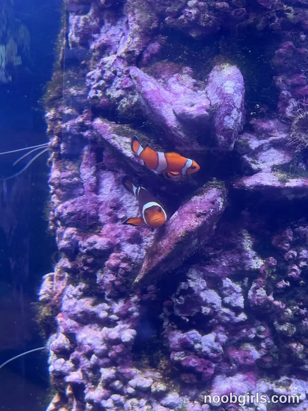 kusssecka No woman is visible; two fish are in the water beside the rocks in Aquarium tank