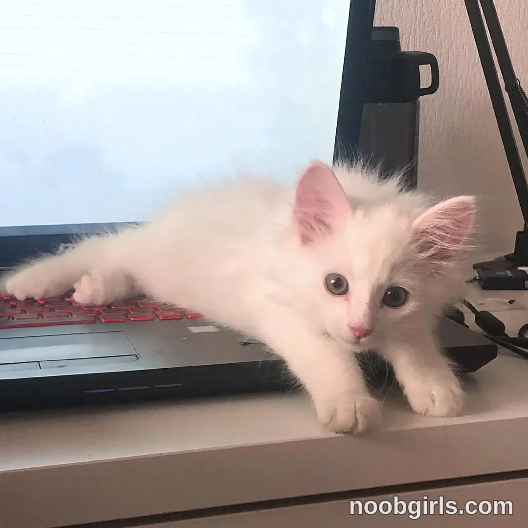 Katana white kitten lies across the laptop keyboard with its front paws extending onto the desk.