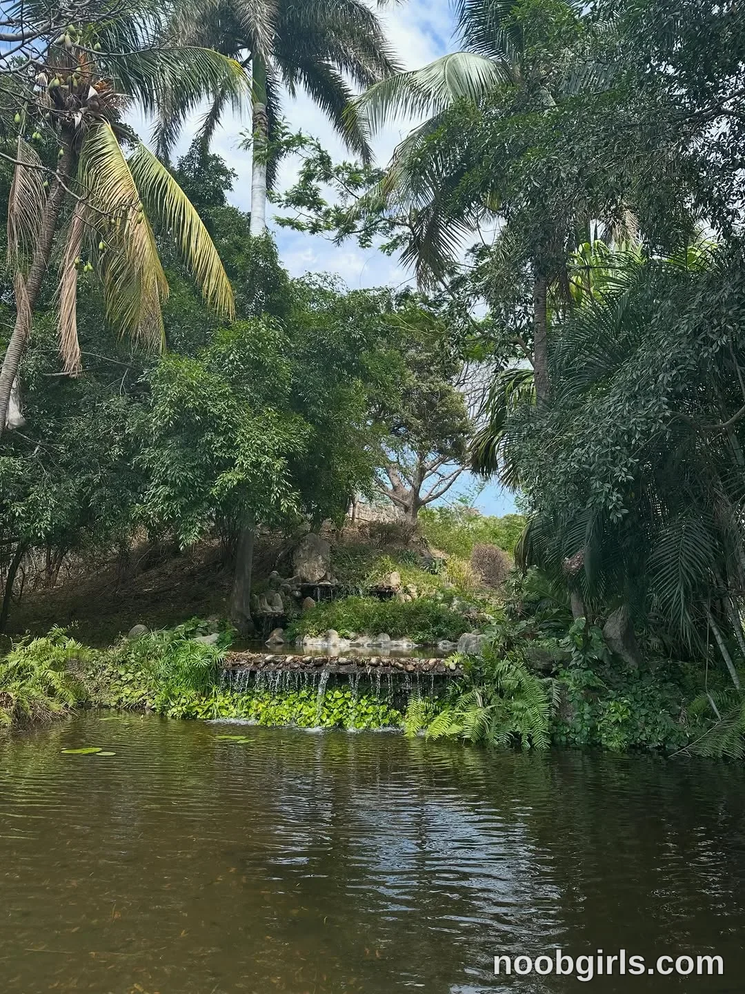 lau__1 No person is visible. in pond bordered by dense vegetation