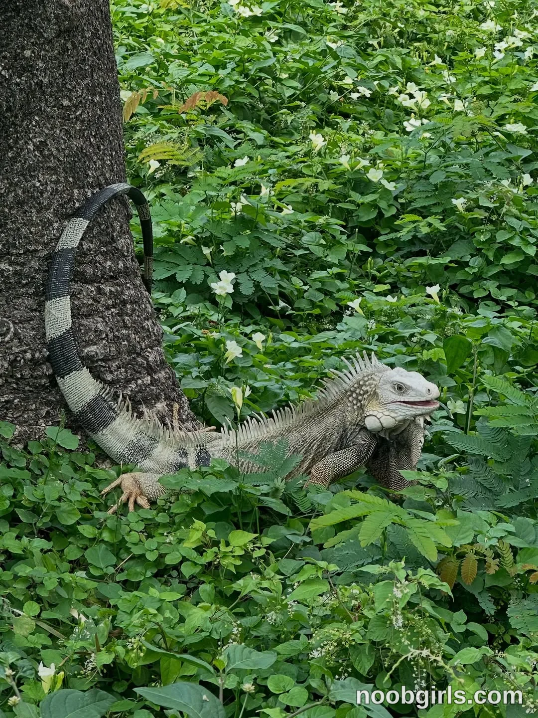 lau__1 No person is visible. An iguana is positioned among the plants with its head raised