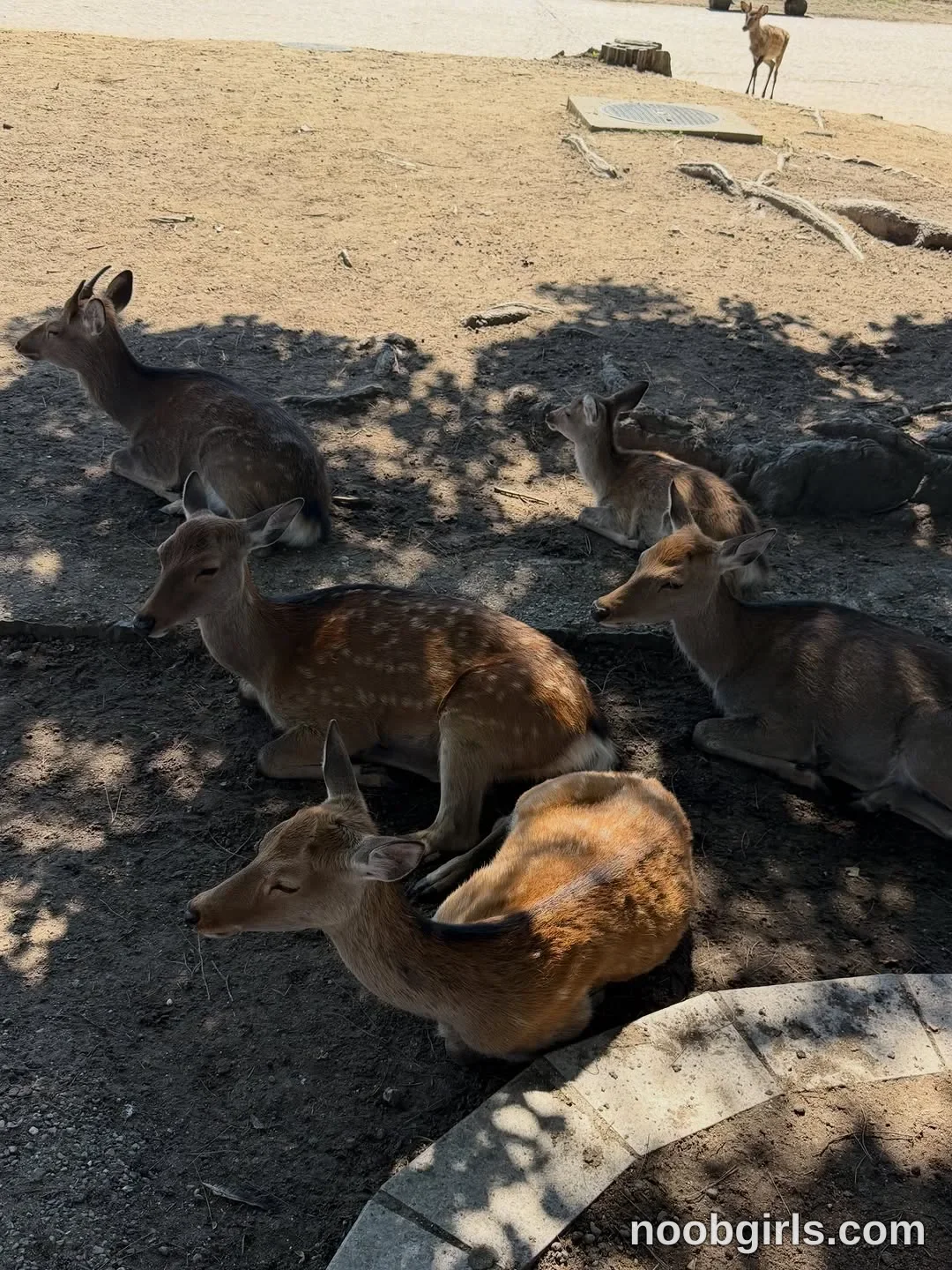 Miablueye No woman is visible; several deer are lying or resting on the ground in animal enclosure