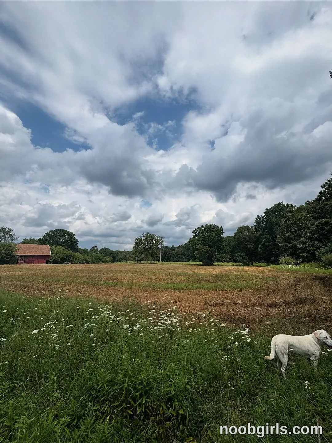 Mia No woman is visible. A white dog is standing in the grass at the lower right. in grassy field bordered by trees