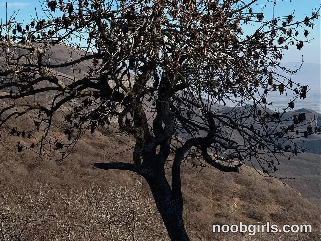Riley (@neonquack) — "please enjoy these beautiful photos from my january hike!"
