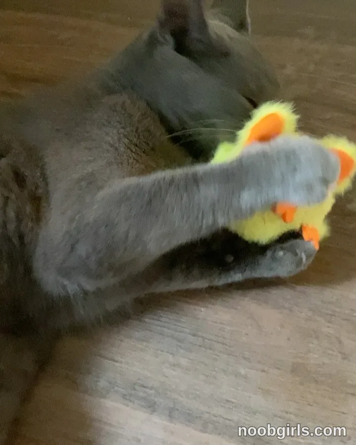 NiceHotJob (@nicehotjob) — "My kitties 🥰"