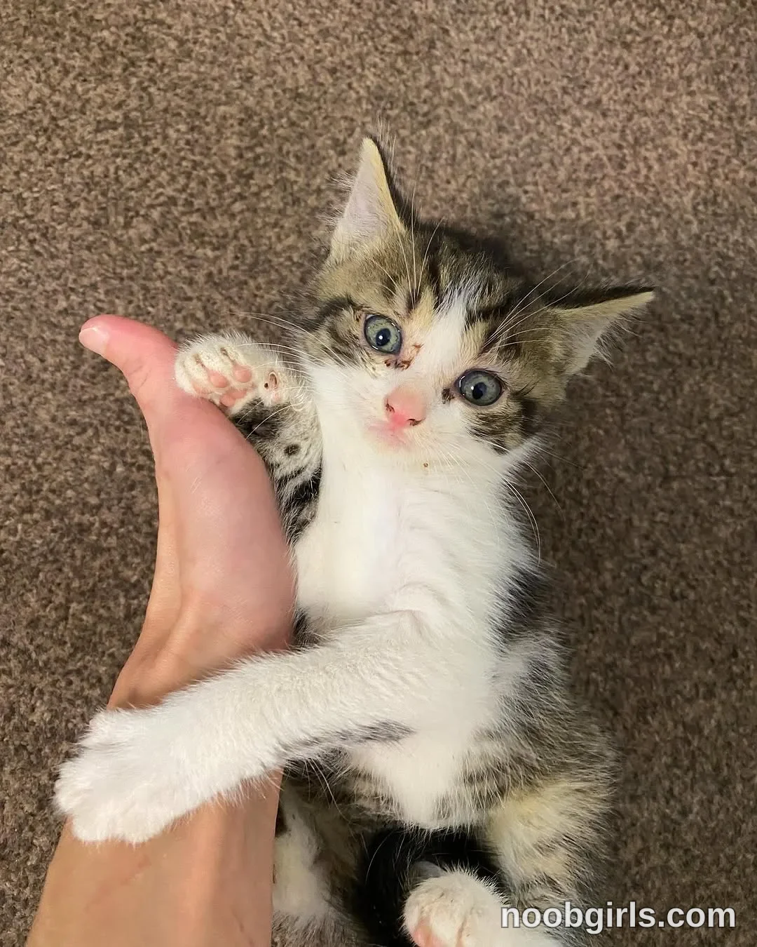 NiceHotJob (@nicehotjob) — "My kitties 🥰"