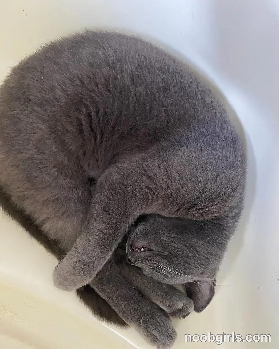 NiceHotJob (@nicehotjob) — "My cat Pascal 😂"