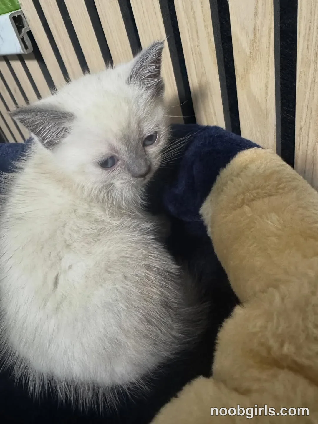 NiceHotJob (@nicehotjob) — "6 weeks old. First day with me🥰"